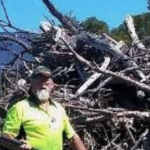 Piling tree debris